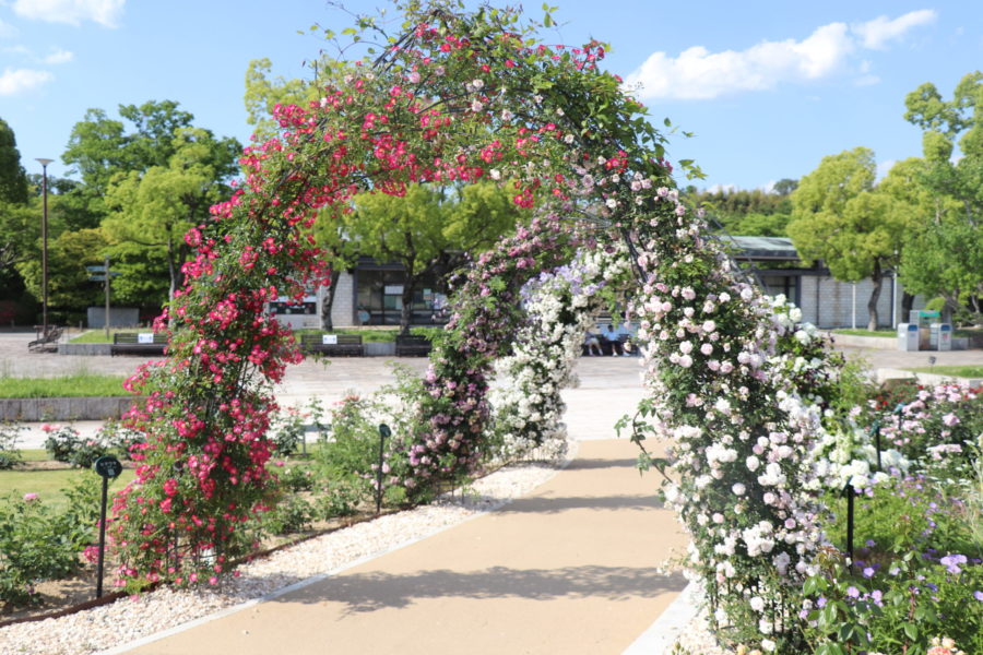 吹田市 バラが見頃 万博記念公園の平和のバラ園のご紹介 北摂てくてく